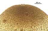 Dictyota dichotoma6